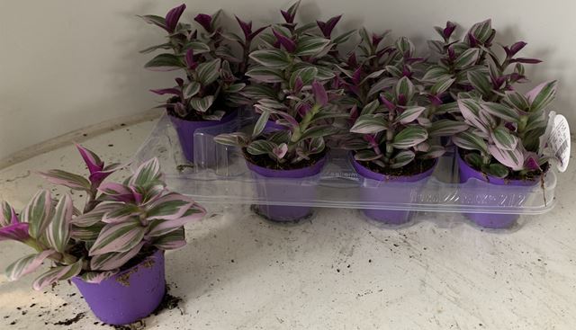 Picture of TRADESCANTIA NANOUK