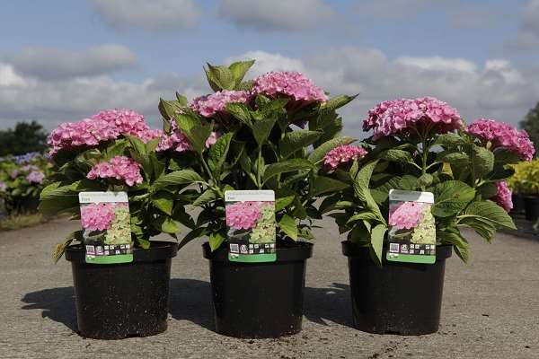 Picture of HYDRANGEA MACROPHYLLA XIAN
