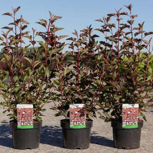 Picture of Physocarpus opulif  diable d'or