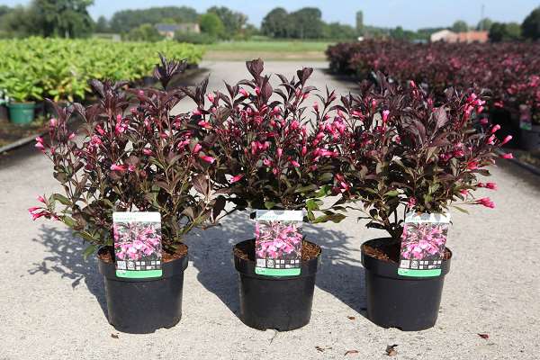 Picture of WEIGELA FLORIDA ALEXANDRA