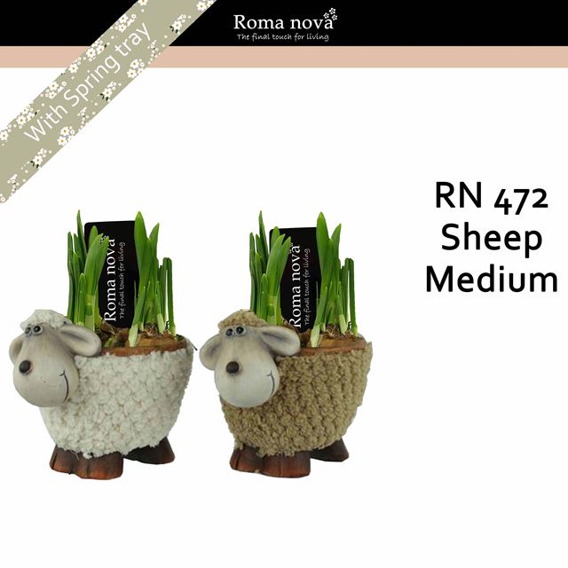 Picture of Narcissus sheep medium