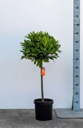 Picture of LAURUS NOBILIS 1/4 STEM 30-35CM HEAD