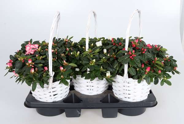 Picture of AZALEA FLANDRESSE HENSELMAND