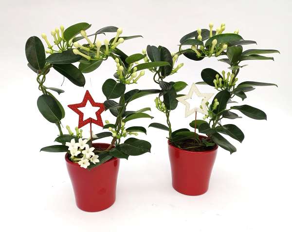 Picture of STEPHANOTIS FLORIBUNDA HOOP 4+ IN CERAMIC