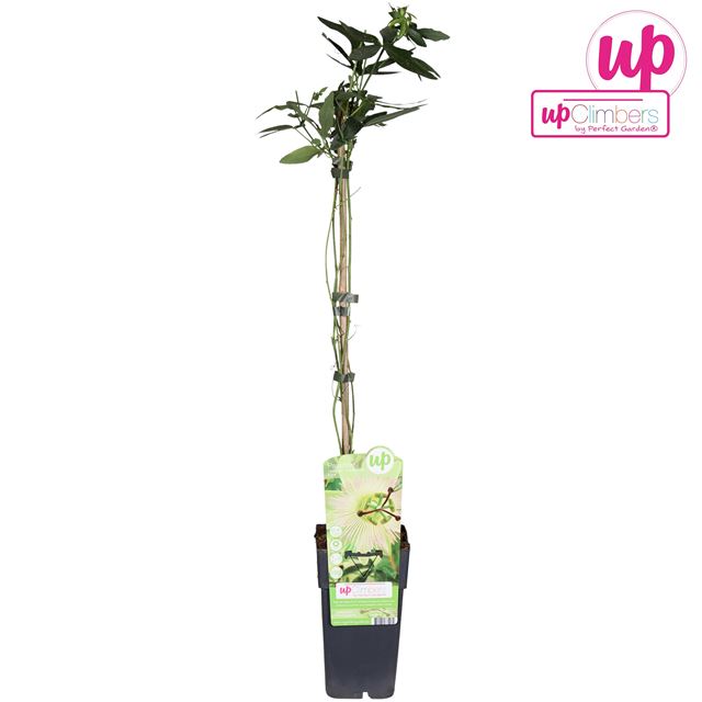 Picture of Passiflora caerulea constance elliot