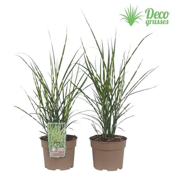 Picture of Miscanthus sinensis strictus