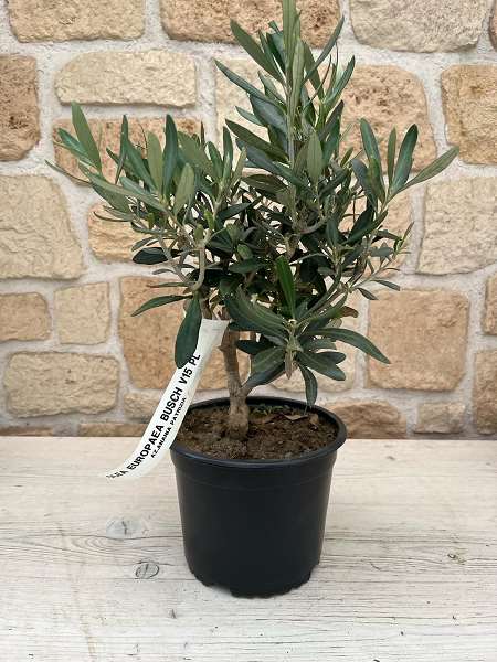 Picture of OLEA EUROPAEA 