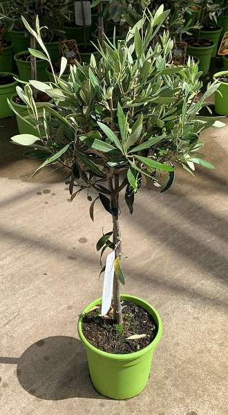 Picture of OLEA EUROPAEA MINI-TIGE POT VERT P18CM