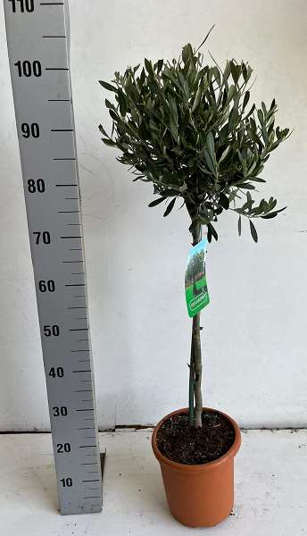 Picture of OLEA EUROPAEA 1/4 TIGE 20CM