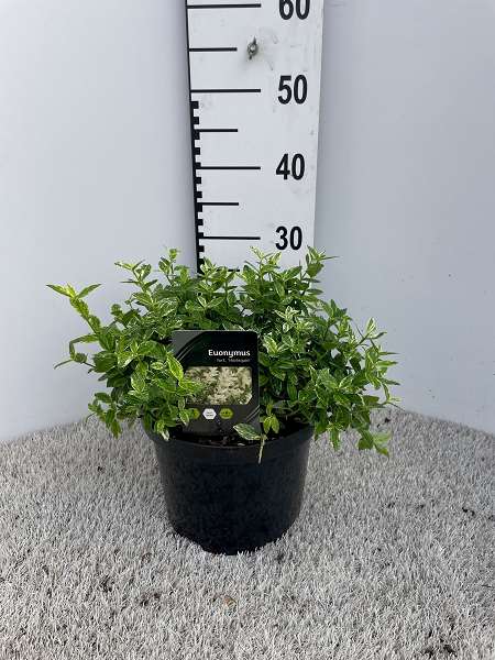 Picture of EUONYMUS FORTUNEI HARLEQUIN