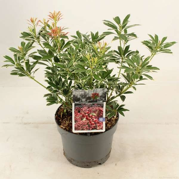 Picture of PIERIS JAPONICA POLAR PASSION