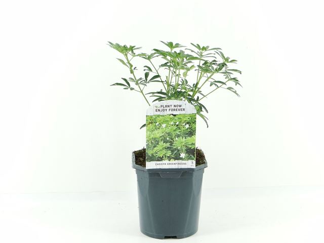 Picture of Choisya ternata greenfingers