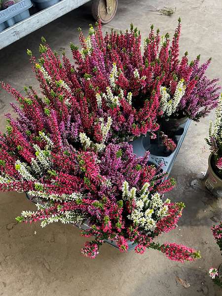 Picture of Calluna garden girls trio