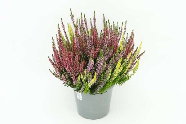 Picture of CALLUNA VULGARIS BEAUTY LADIES TRIO