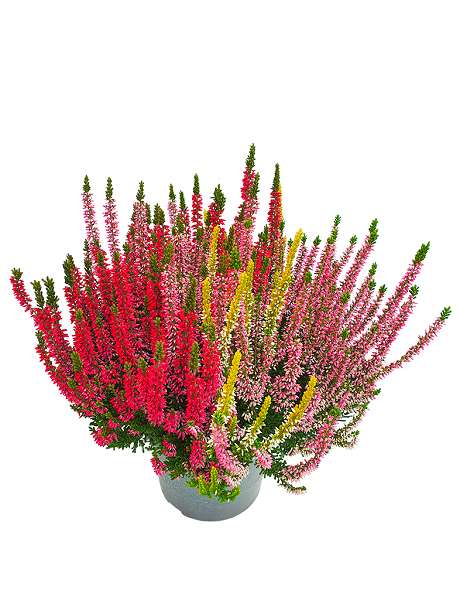 Picture of CALLUNA BEAUTY LADIES TRIO