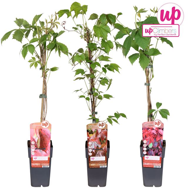 Picture of Parthenocissus mix