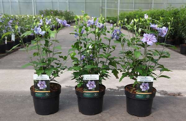 Picture of HIBISCUS SYRIACUS BLUE CHIFFON