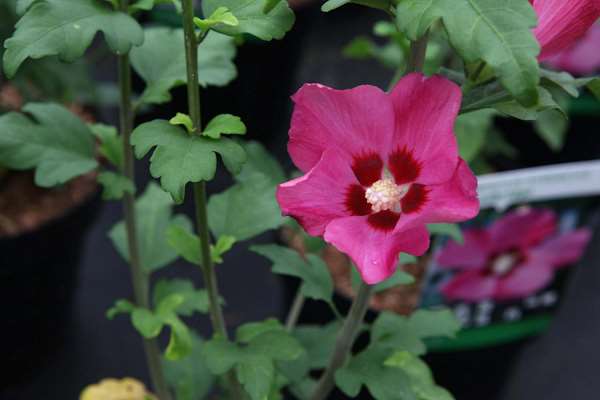 Picture of HIBISCUS SYR. WOODBRIDGE