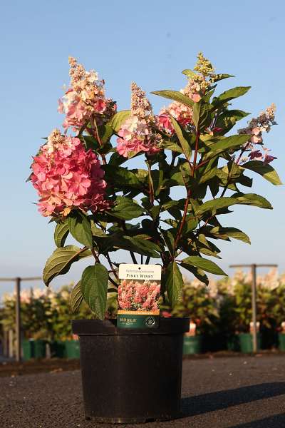 Picture of HYDRANGEA PANICULATA PINKY WINKY