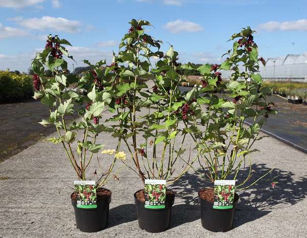 Picture of LEYCESTERIA FORMOSA PURPLE RAIN