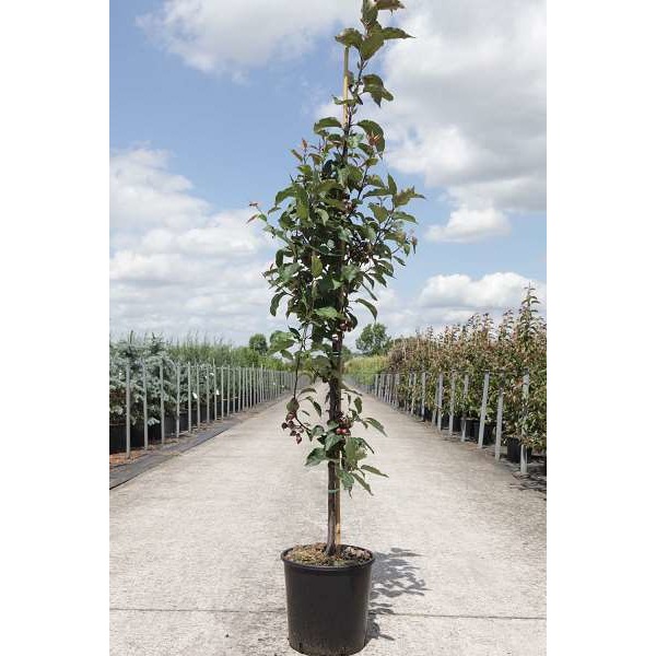 Picture of MALUS RED OBELISK