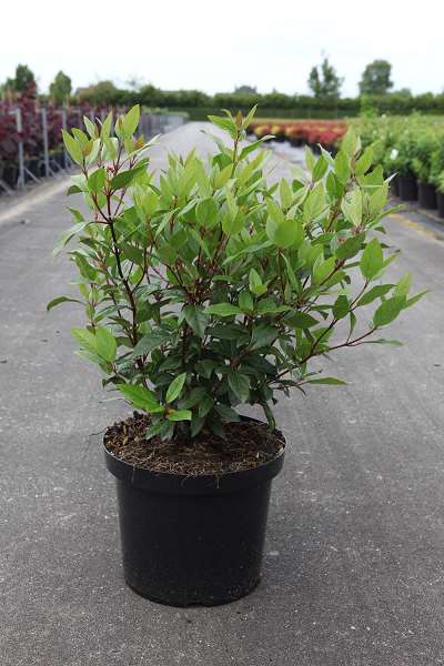 Picture of VIBURNUM TINUS SPIRIT