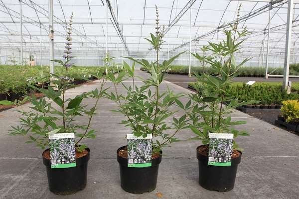 Picture of Vitex agnus-castus latifolia