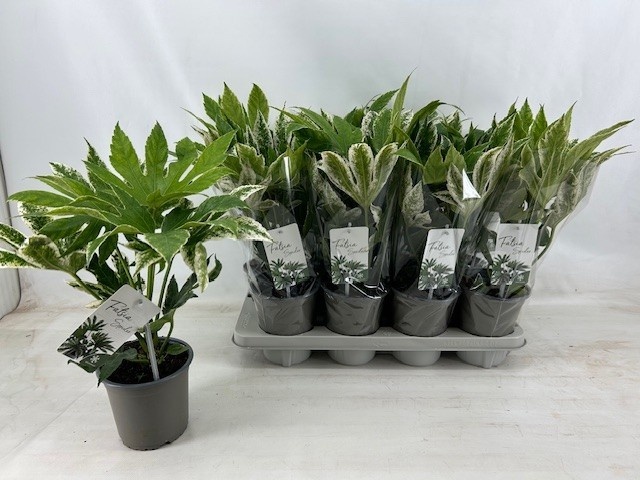 Picture of Fatsia japonica spider web