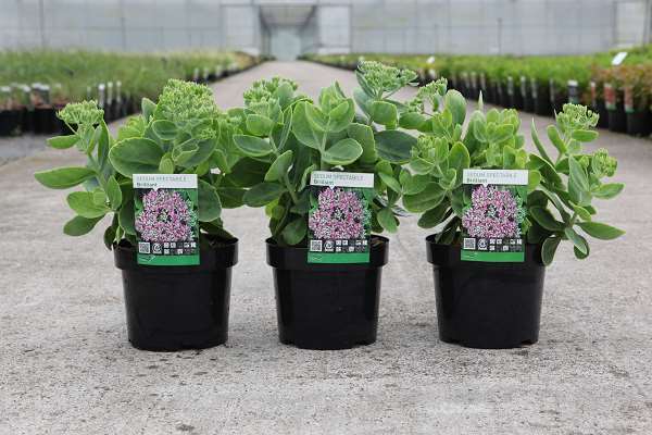Picture of SEDUM SPECTABILE BRILLANT