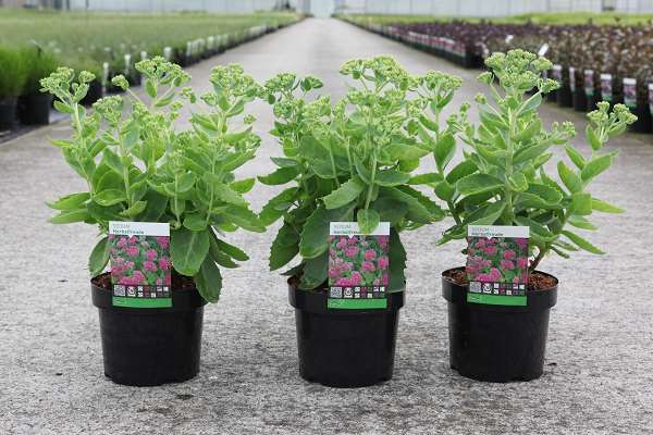 Picture of SEDUM HERBSTFREUDE