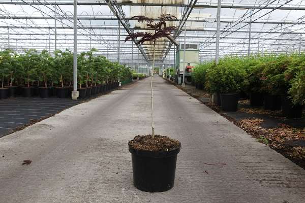 Picture of ALBIZIA JULIBRISSIN SUMMER CHOCOLATE