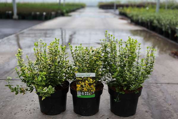 Picture of Euonymus fortunei emerald n gold