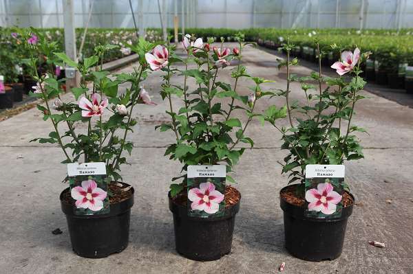 Picture of HIBISCUS SYRIACUS HAMABO