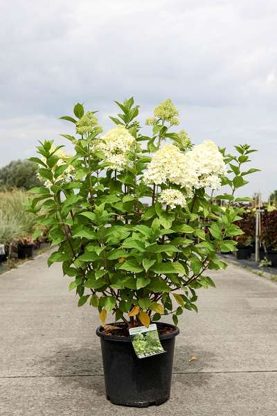 Picture of HYDRANGEA PANICULATA LIMELIGHT