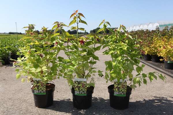 Picture of LEYCESTERIA FORMOSA GOLDEN LANTERNS