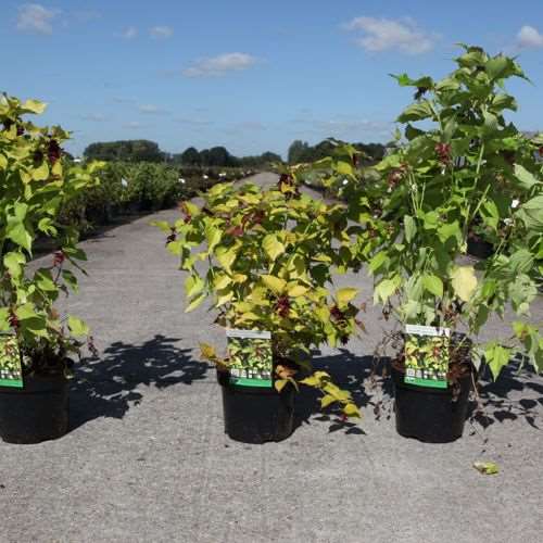 Picture of LEYCESTERIA FORMOSA GOLDEN LANTERNS