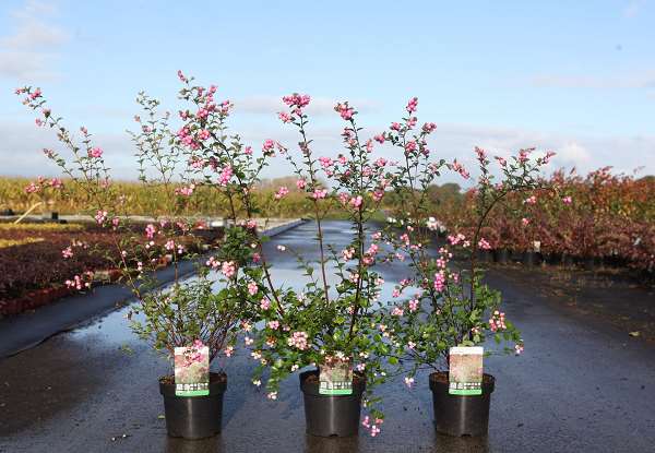 Picture of Symphoricarpos amethyst