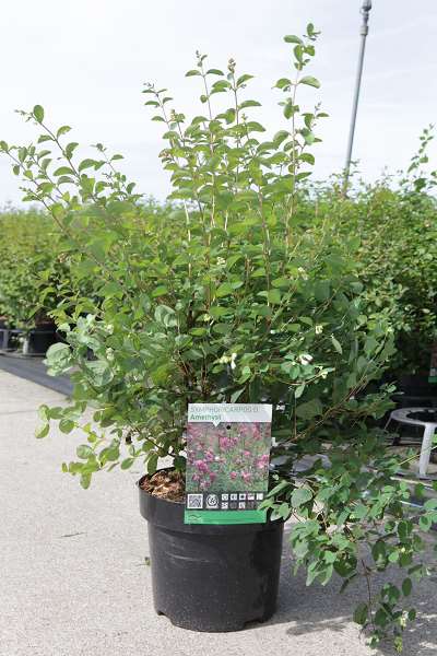 Picture of SYMPHORICARPOS AMETHYST