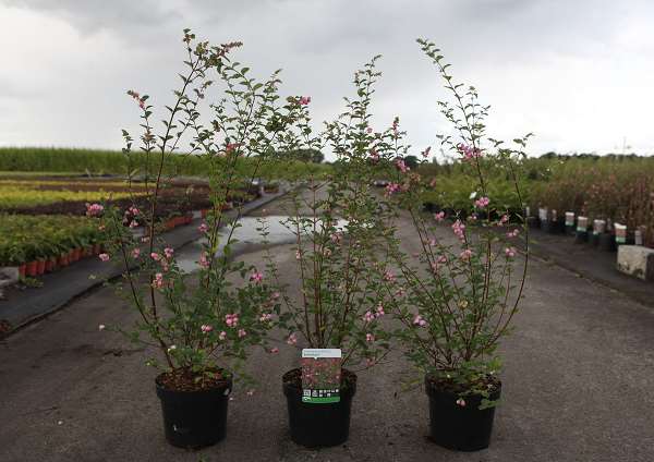 Picture of SYMPHORICARPOS AMETHYST