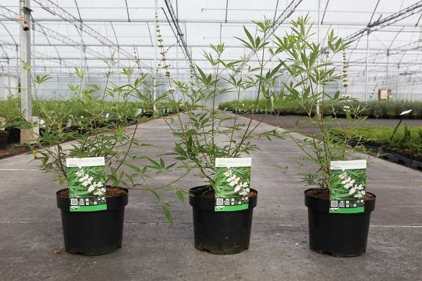 Picture of Vitex agnus-castus albus