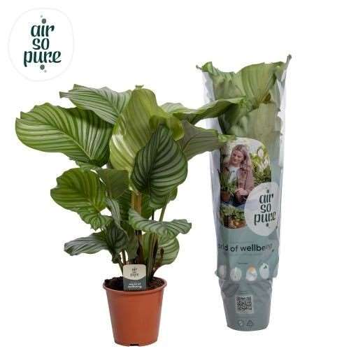 Picture of CALATHEA ORBIFOLIA