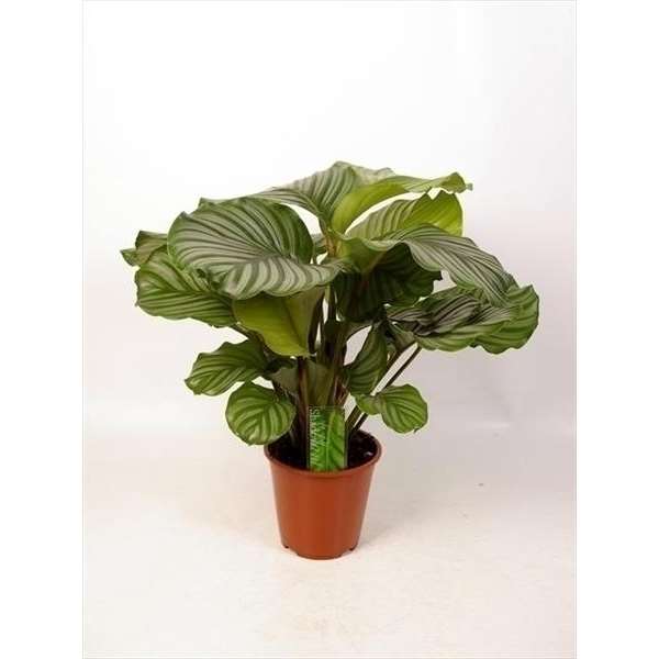 Picture of CALATHEA ORBIFOLIA