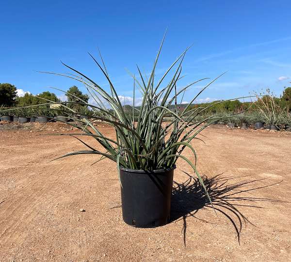 Picture of HESPERALOE PARVIFLORA C10L