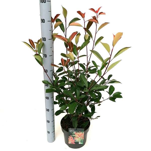 Picture of PHOTINIA FRASERI RED ROBIN