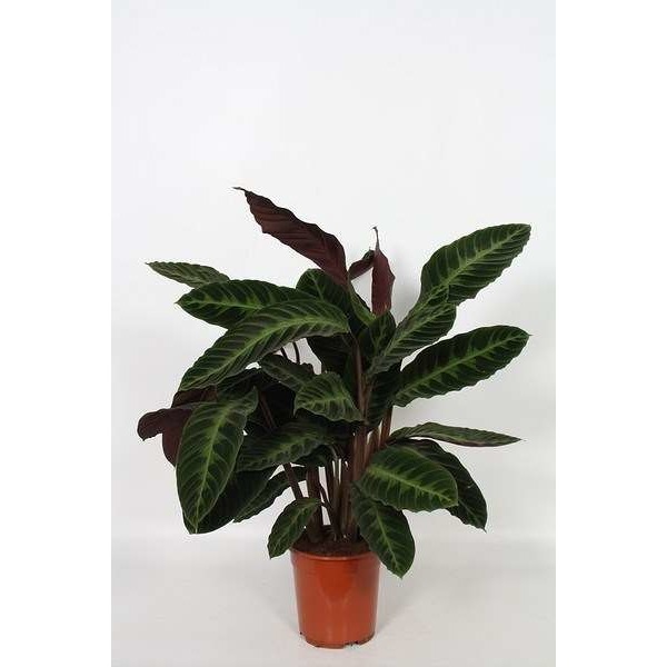 Picture of CALATHEA WARSCEWICZII