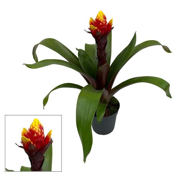 Picture of GUZMANIA CROWN