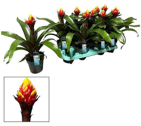 Picture of GUZMANIA CROWN