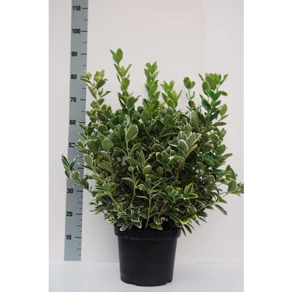 Picture of EUONYMUS FORTUNEI SILVER QUEEN