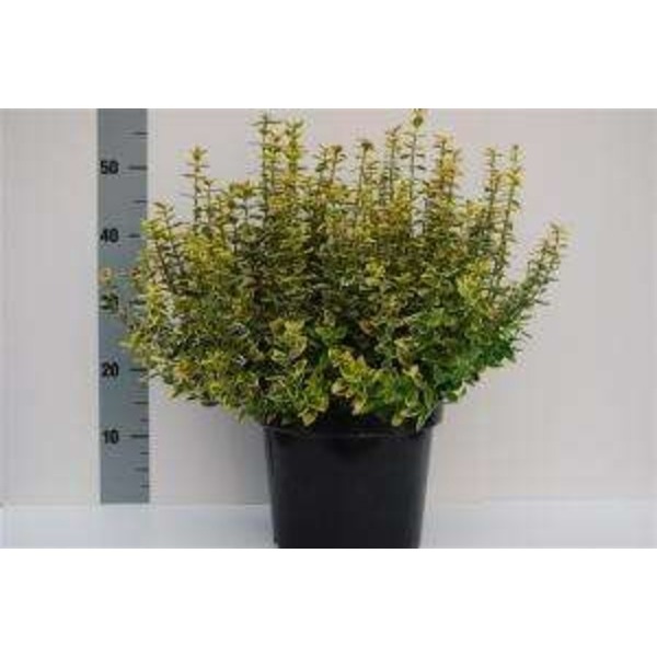 Picture of EUONYMUS FORTUNEI EMERALD GOLD