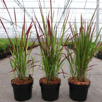 Picture of IMPERATA CYLINDRICA RED BARON